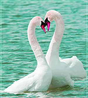 Love Swans