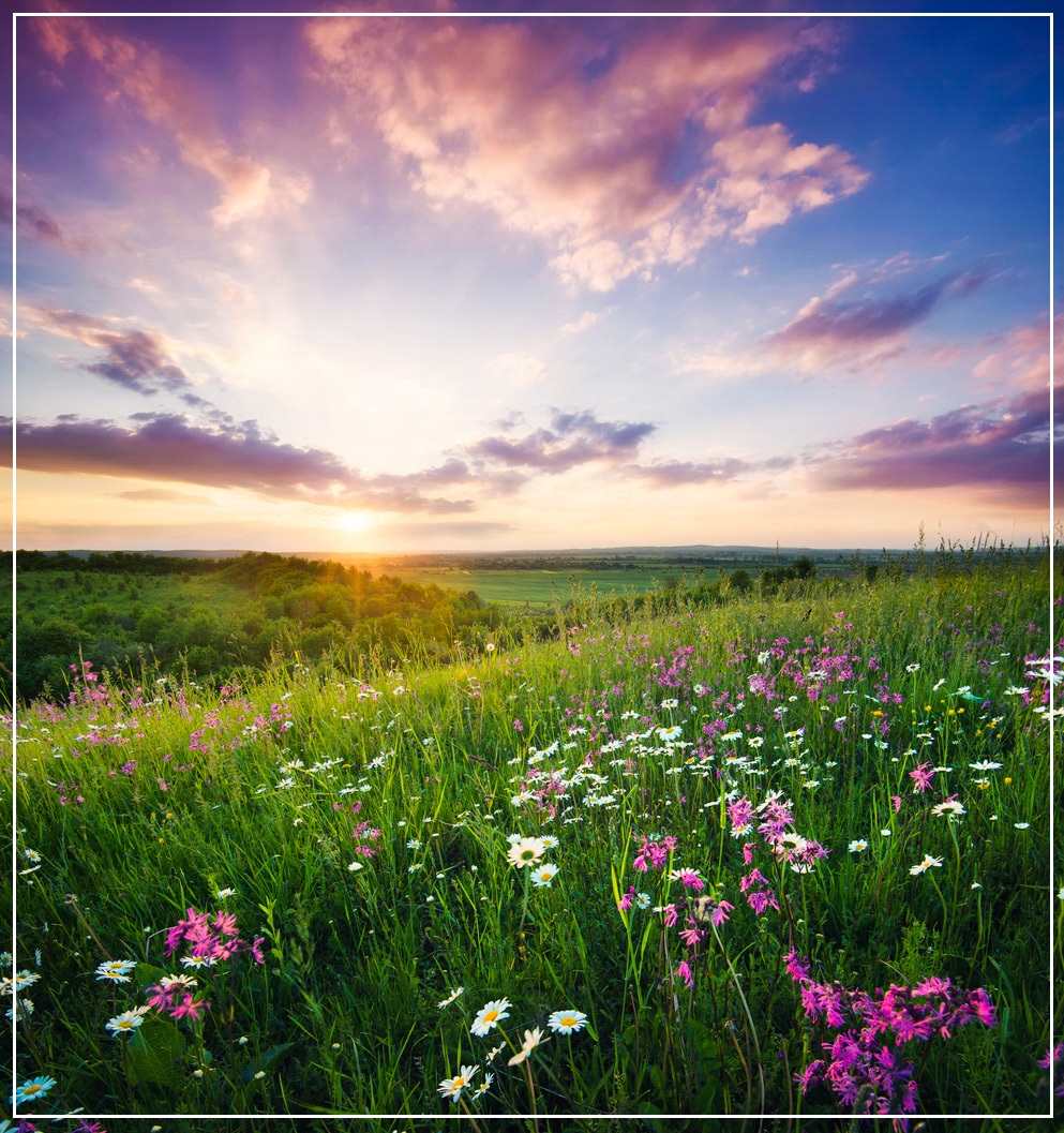 Flowers on the mountain field during sunrise. Beautiful natural ...
